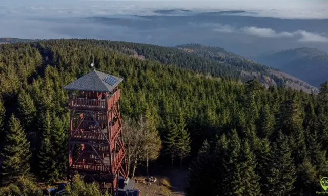 Wieża widokowa na Orlicy szczyt, otoczona gęstym lasem świerkowym, góruje nad morzem mgieł.
